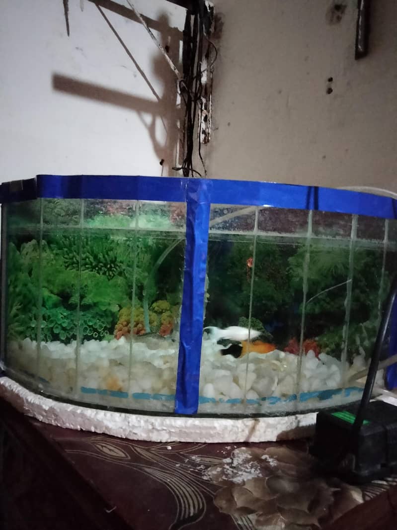 slice aquarium 3
