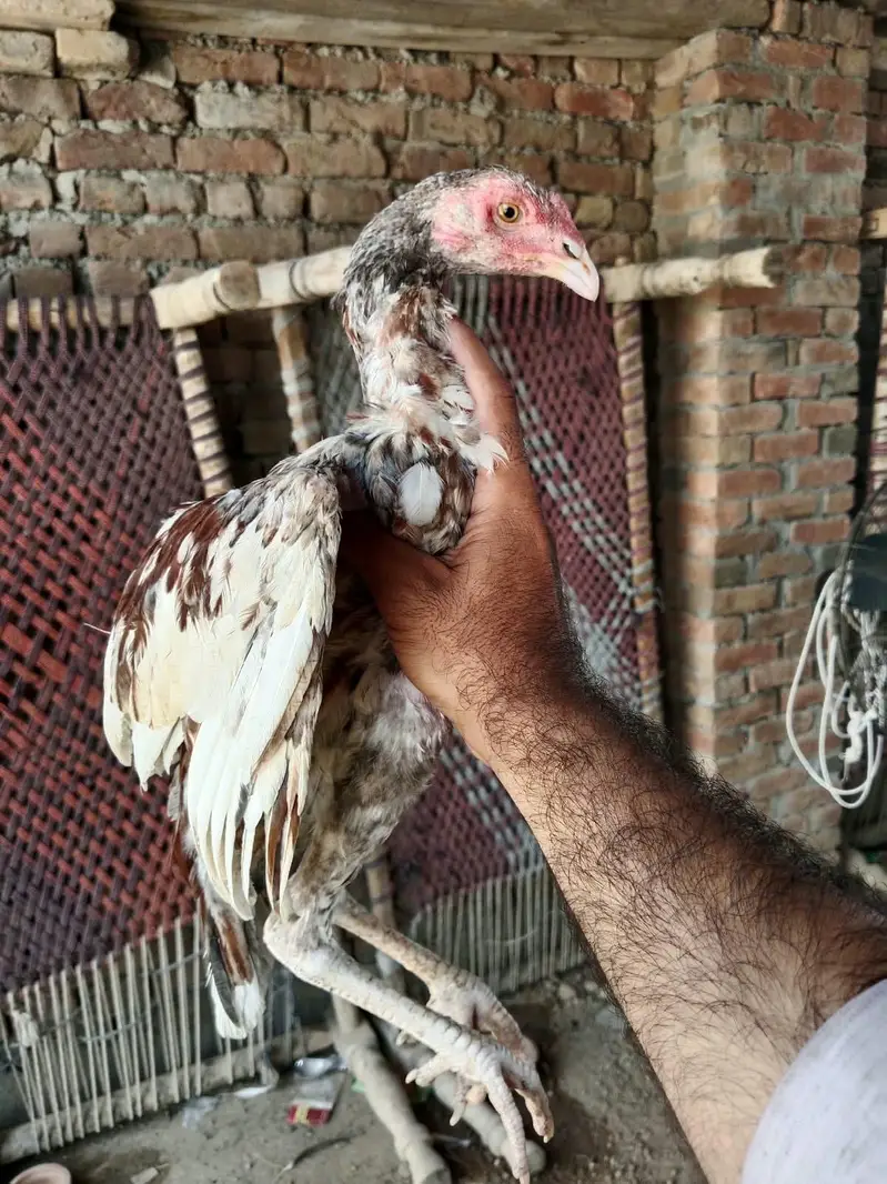 Mianwali Aseel — photo 2