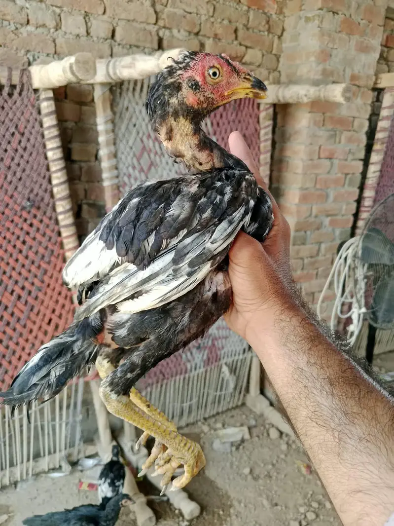 Mianwali Aseel — photo 3