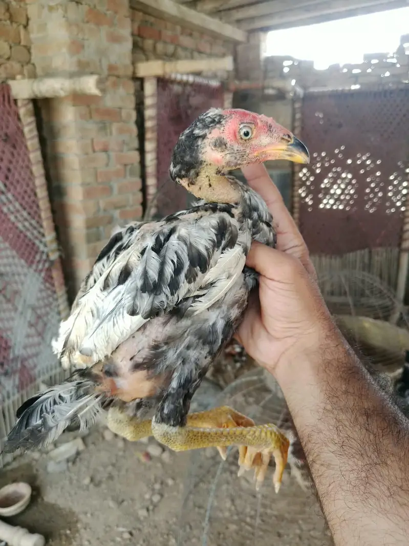 Mianwali Aseel — photo 4