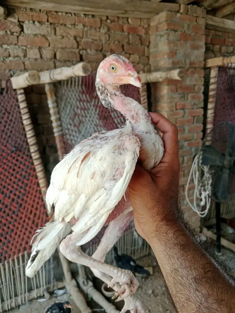 Mianwali Aseel — photo 5
