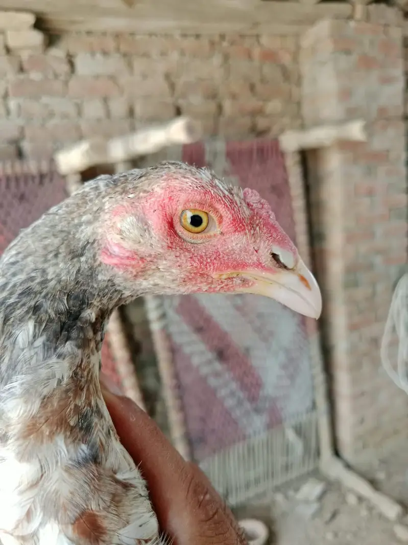 Mianwali Aseel — photo 6