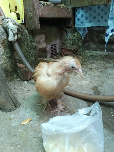 golden buff female chick for sale
