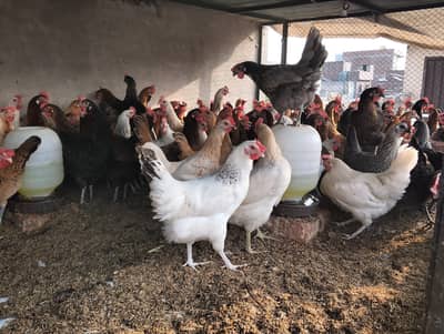 Golden Misri Egg Laying Hens