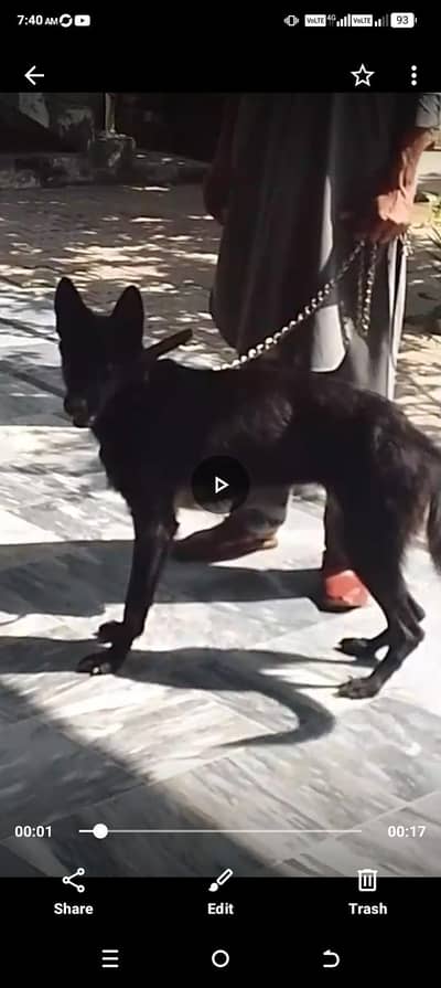 German shepherd female