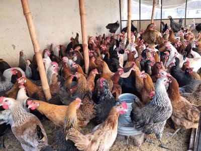 Golden Misri Egg Laying Hens | Egg Laying Hensi | Eggs| Birds