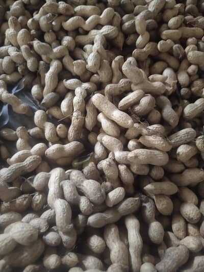 mom palii for sale