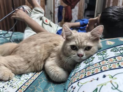 Persian light brown cat