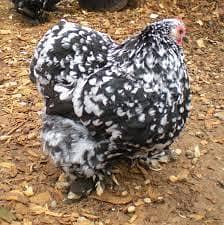 Molted bantam chicks and cages