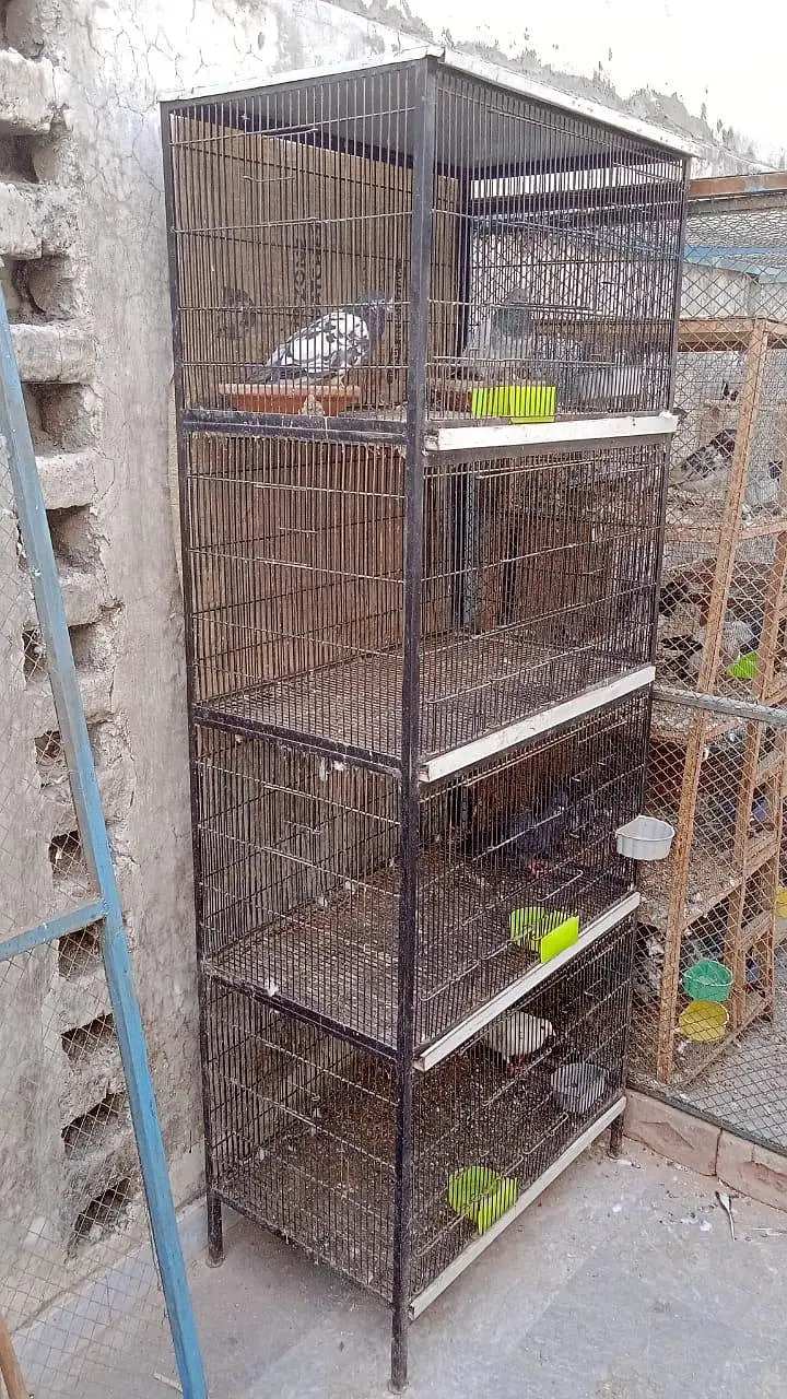 Molted bantam chicks and cages — photo 3