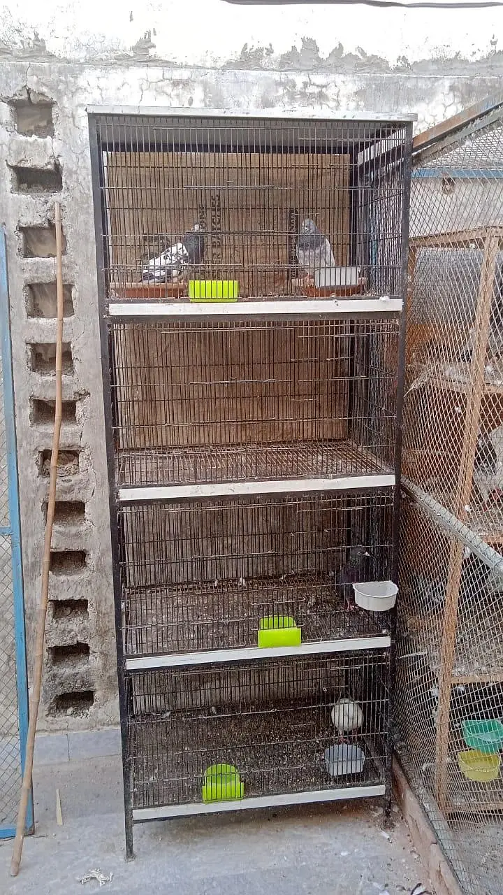Molted bantam chicks and cages — photo 4