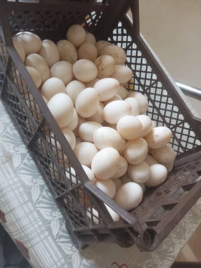 pure khaki camelbell eggs