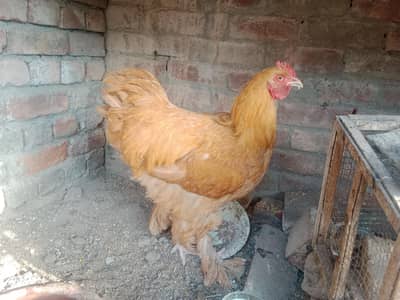 golden buff for sale phone number 03237547225