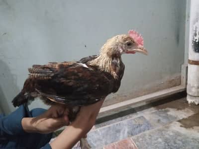 Murga Murgi pathy