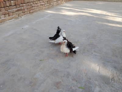 Black Tail Pair & Chiks