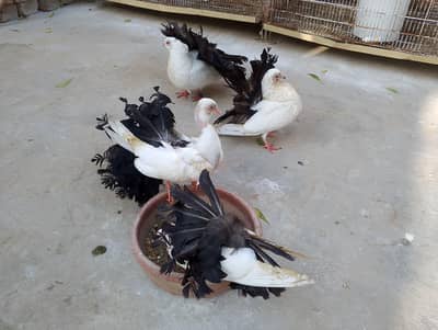 Black Tail Pair & Chiks