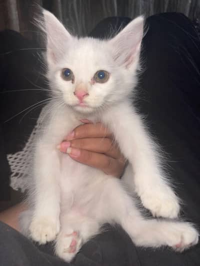 Persian kittens looking for new home