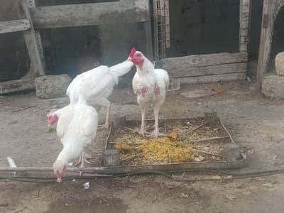 white Heera for sale one pair and 1 male total 3 hens