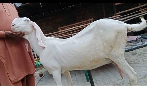 bakri | beetal | nagra | gaban bakri | Goat for sale | 2 goats