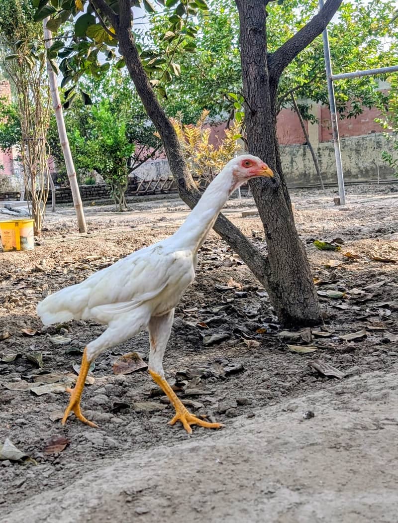white shamo 5
