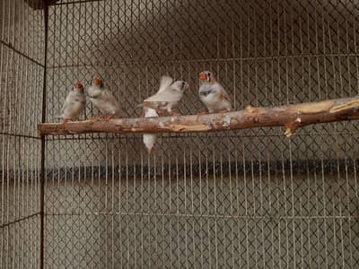 Finches Available