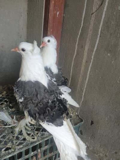 grey frill back chicks pair for sale A+quality