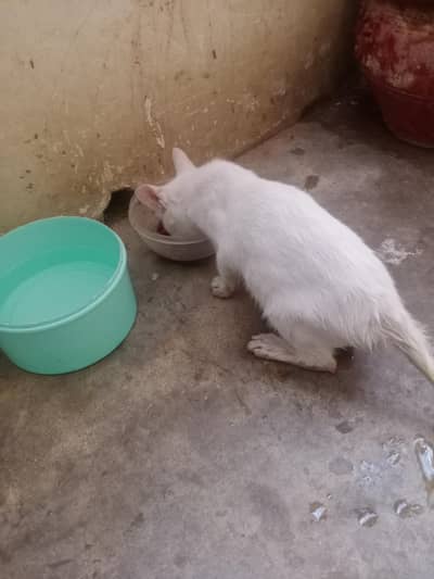 white Persian