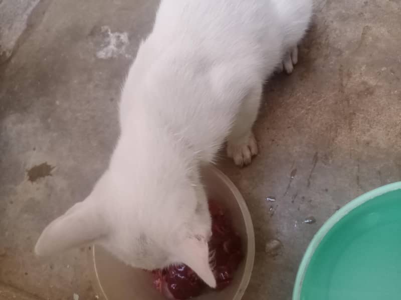white Persian 1