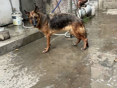 German Shepherd breeder Female