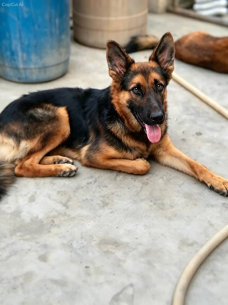 German shepherd pair 45k 0