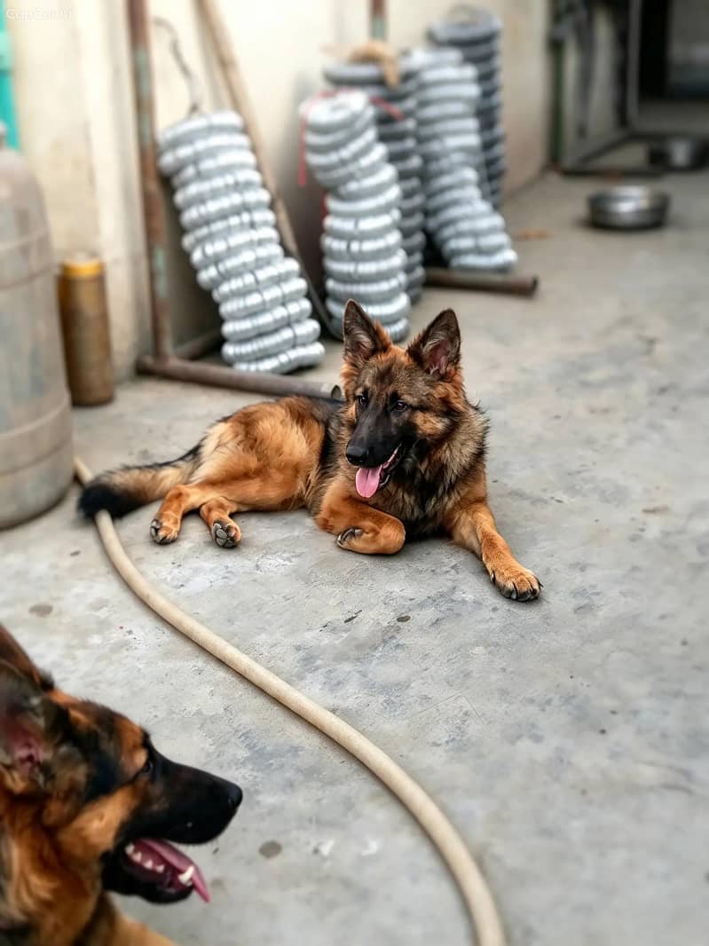German shepherd pair 45k 1