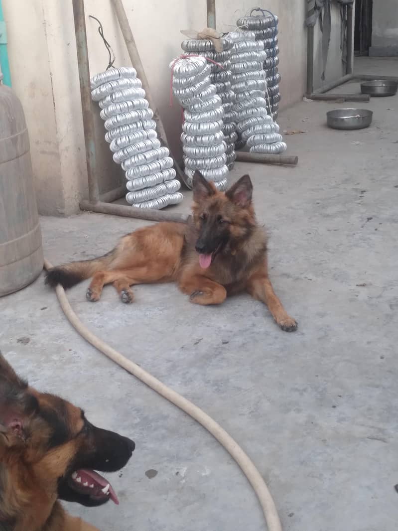 German shepherd pair 45k 2