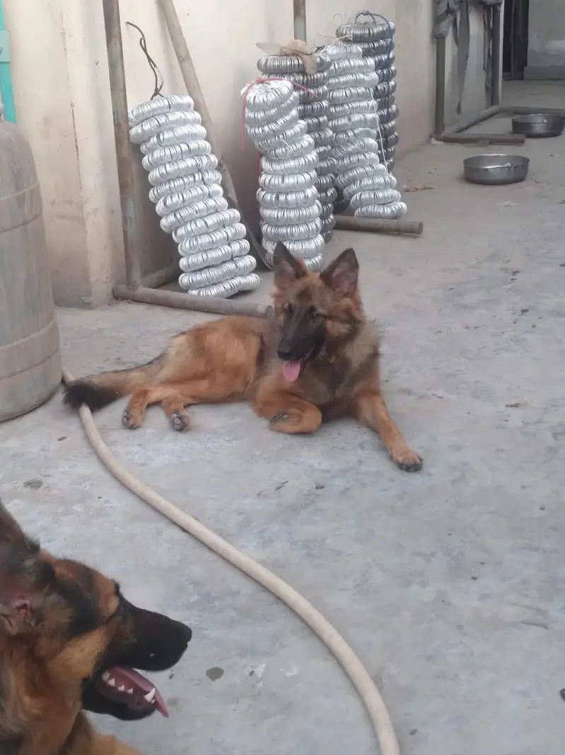 German shepherd pair 45k — photo 3