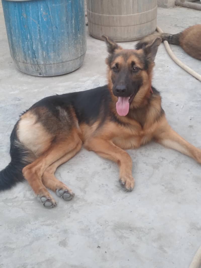German shepherd pair 45k 3