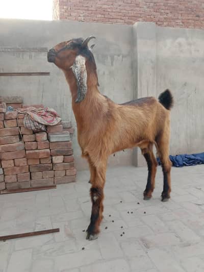 Top Quality Nauchi Female 2 Month ki cross