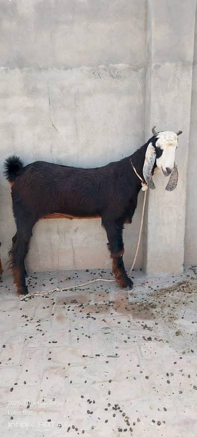 Top Quality Nauchi Females 2 Month ki cross