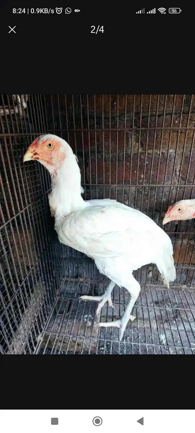 aseel heera murgi — photo 3
