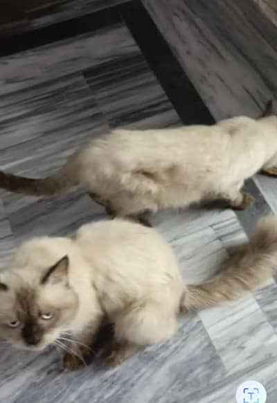 sami pair for sale