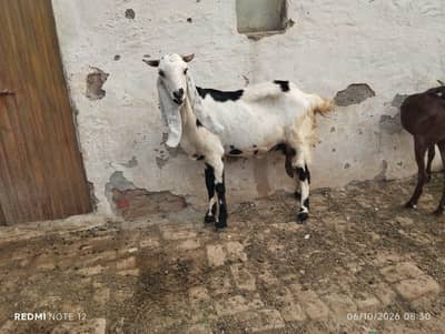 BEETAL BAKRI