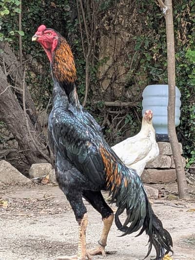 Original O Shamo King Size Breeder