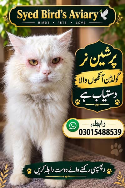 Persian Cat pair and kitten