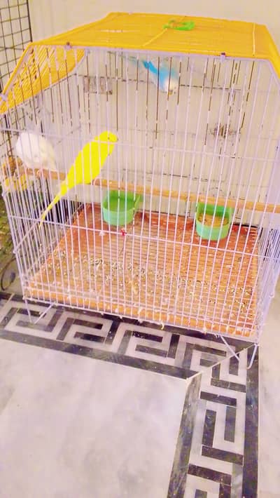 1 female raw parrot & 3 Australian parrots
