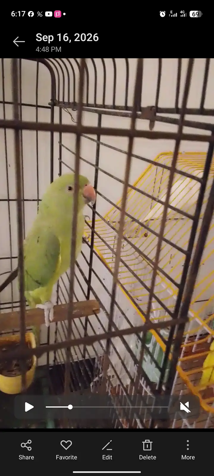 1 female raw parrot & 3 Australian parrots — photo 2