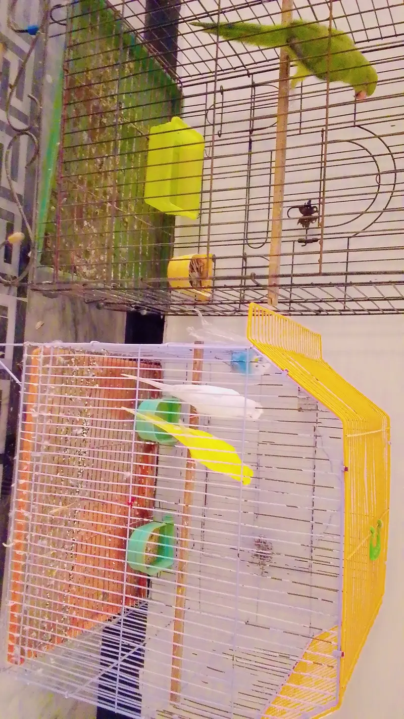 1 female raw parrot & 3 Australian parrots — photo 3