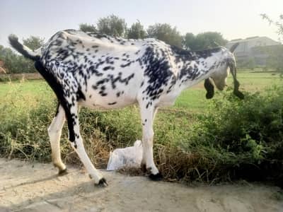 Black cheeni bakri urgent sale 1.5 month confirm gaban