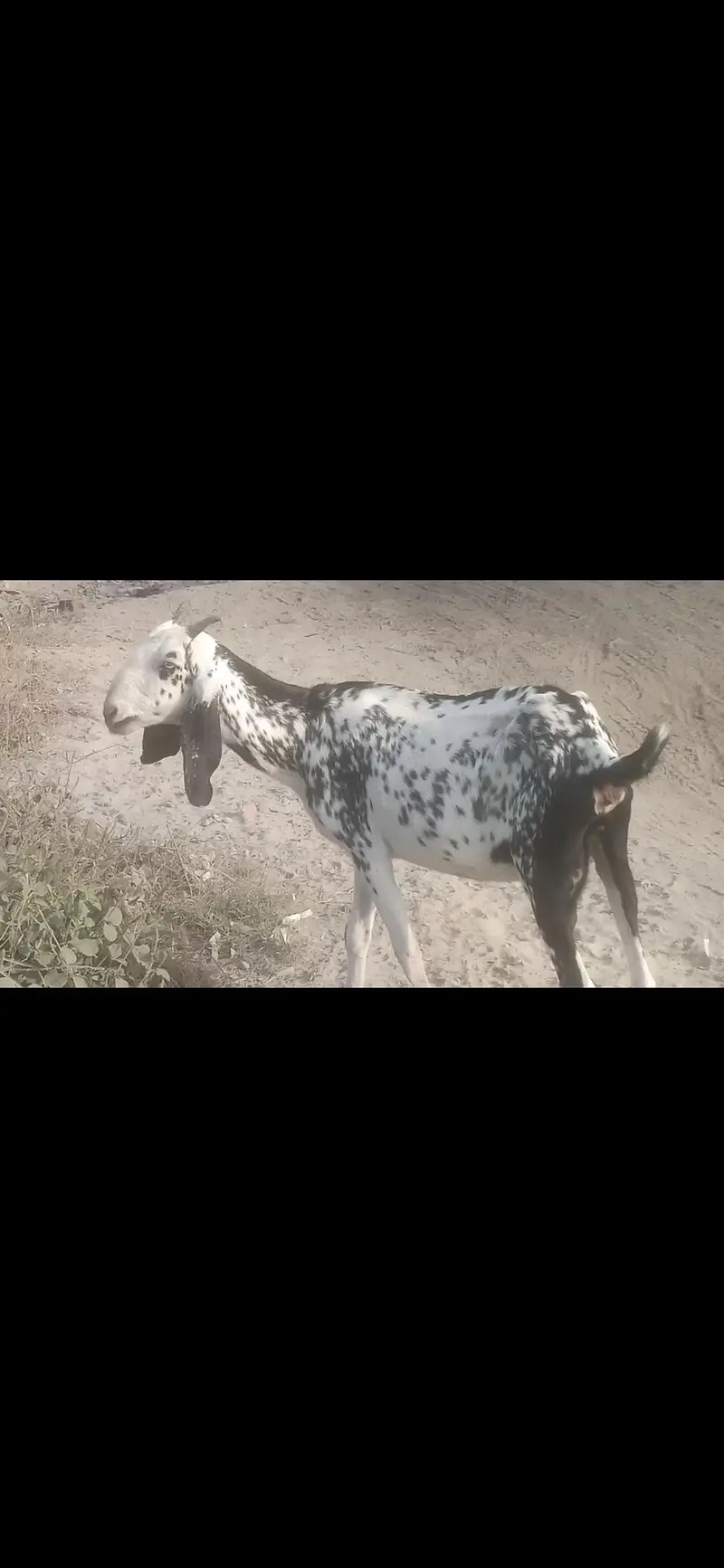 Black cheeni bakri urgent sale 1.5 month confirm gaban — photo 2