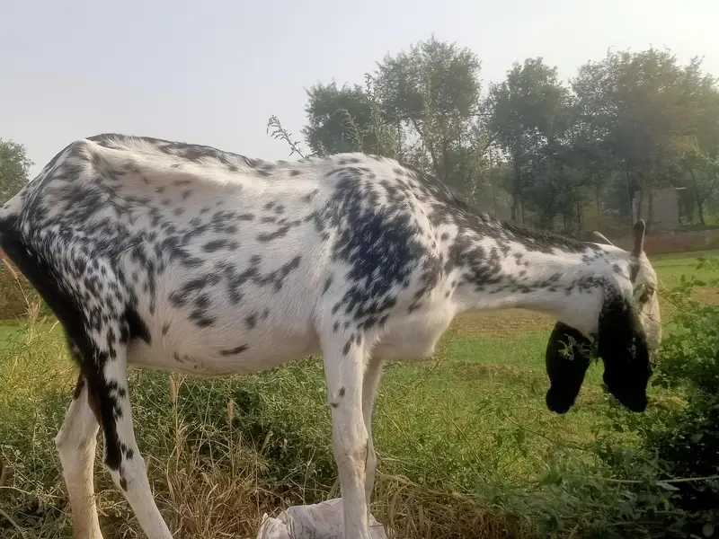 Black cheeni bakri urgent sale 1.5 month confirm gaban — photo 3