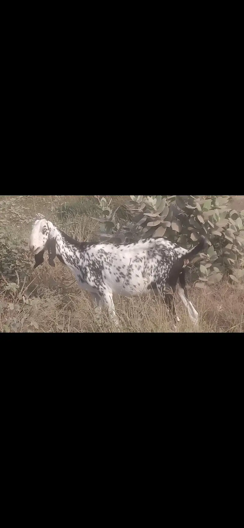 Black cheeni bakri urgent sale 1.5 month confirm gaban — photo 4