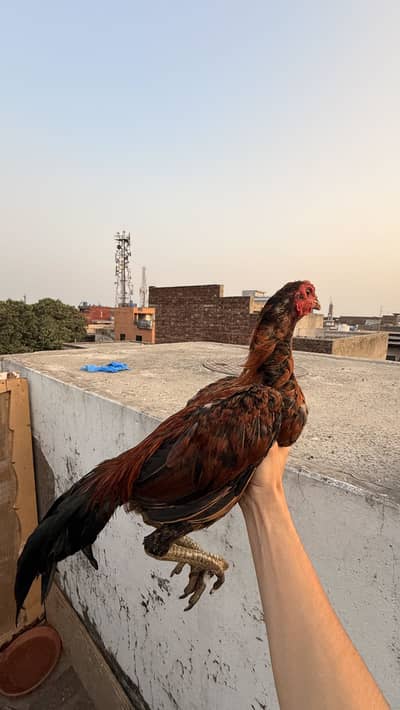 Pakoya cross