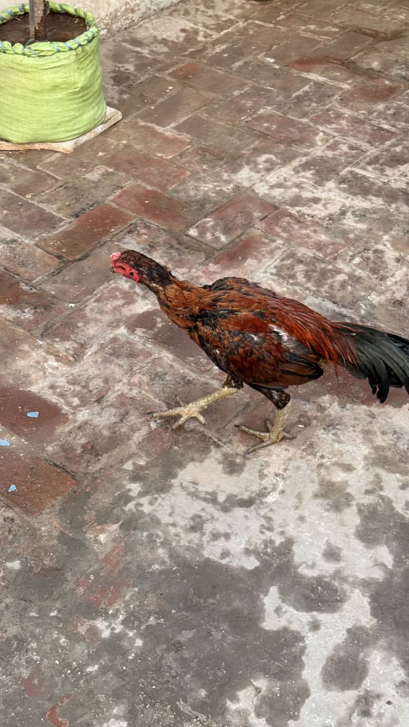 Pakoya cross 2
